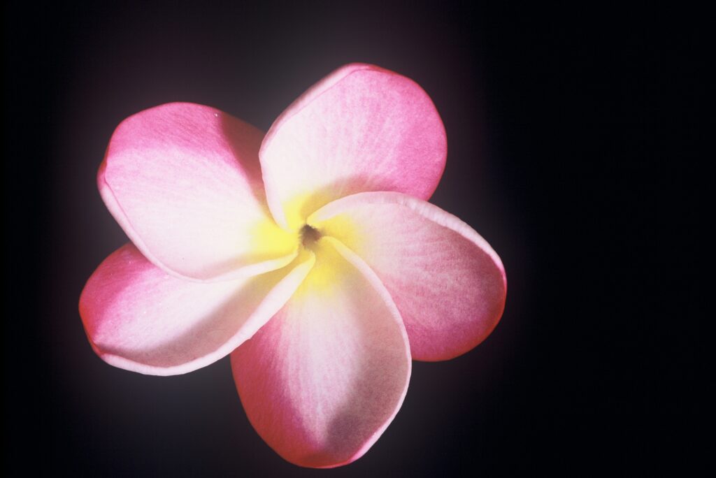 Carter #4 plumeria photo
