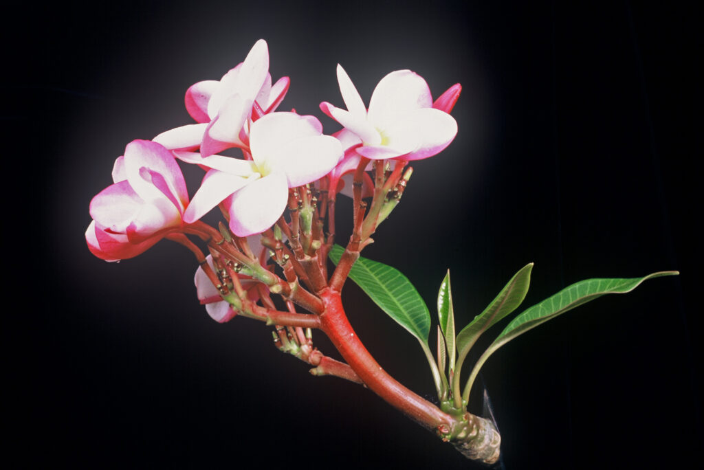 Carter #4 plumeria photo