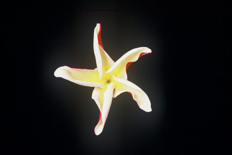 Madame Poni plumeria photo