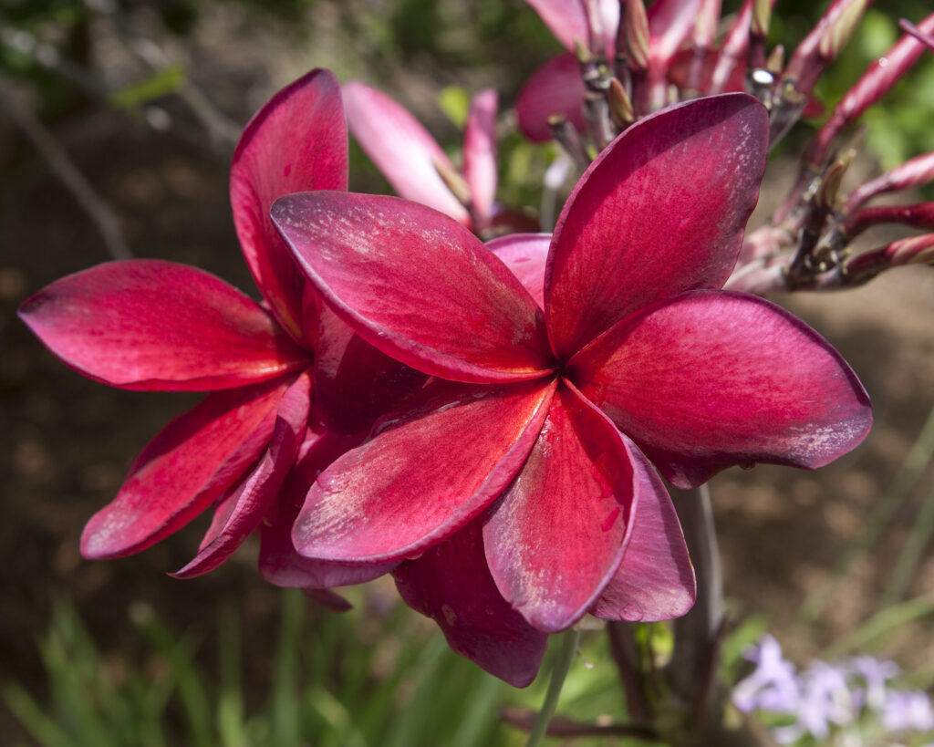 Scarlet Knight plumeria photo