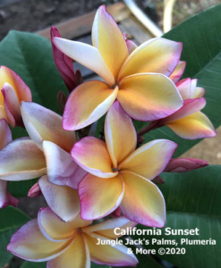 California Sunset plumeria flower - Jungle Jack source photo