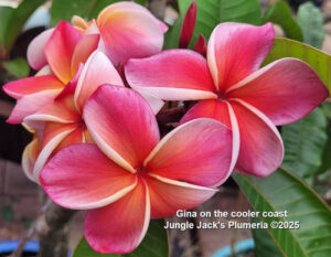 Gina plumeria flower - Jungle Jack source photo