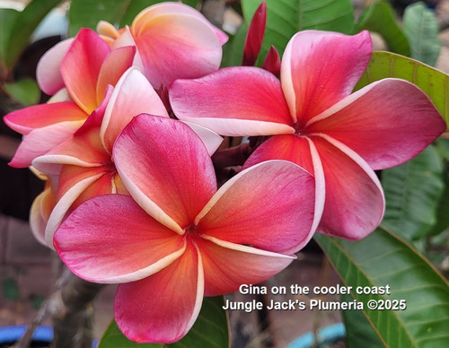 Gina plumeria photo
