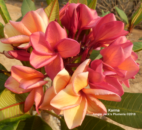 Karma plumeria flower - Jungle Jack source photo