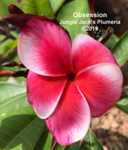 Obsession plumeria flower - Jungle Jack source photo