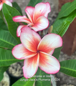 Palindrome plumeria flower - Jungle Jack source photo