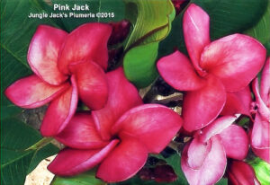 Pink Jack plumeria flower - Jungle Jack source photo