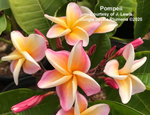 Pompeii plumeria flower - Jungle Jack source photo