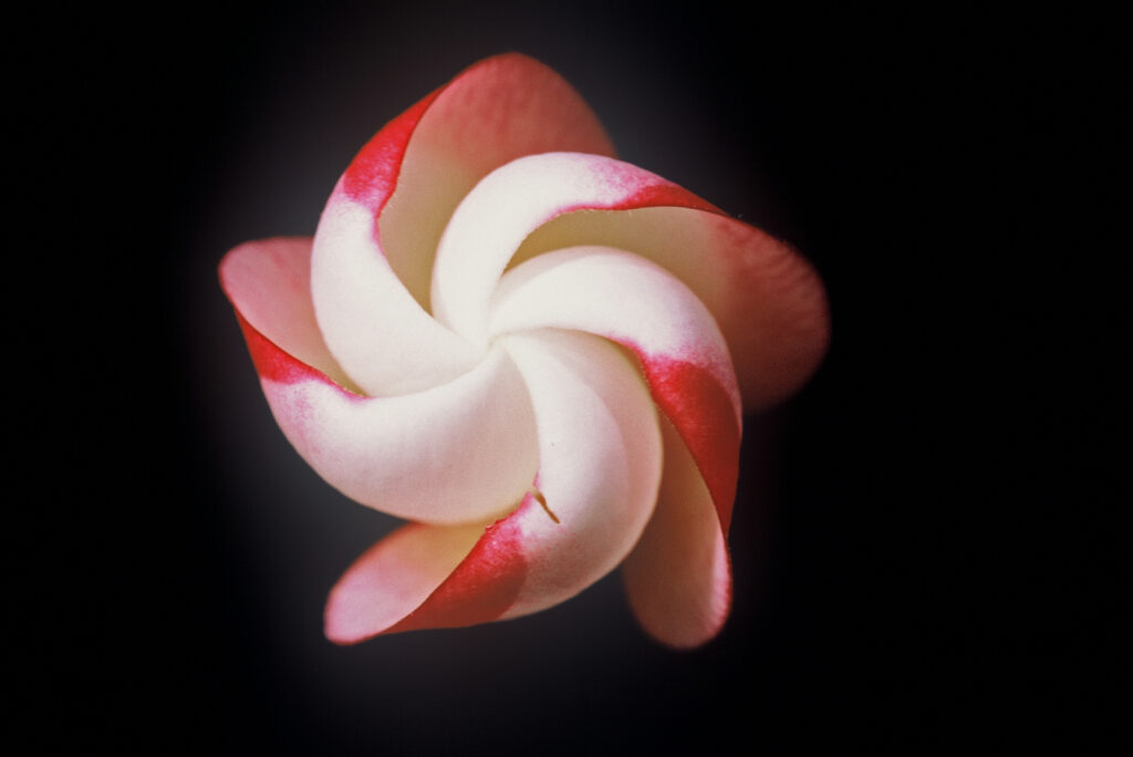 White Shell plumeria photo
