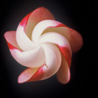 White Shell photo preview