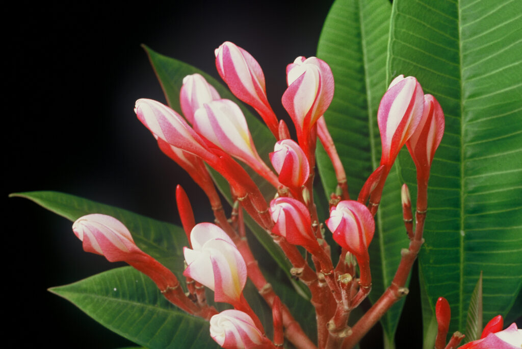 White Shell plumeria photo
