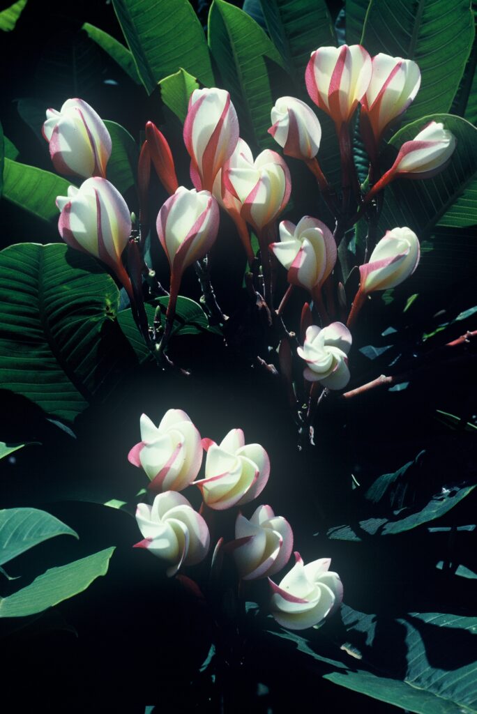 White Shell plumeria photo