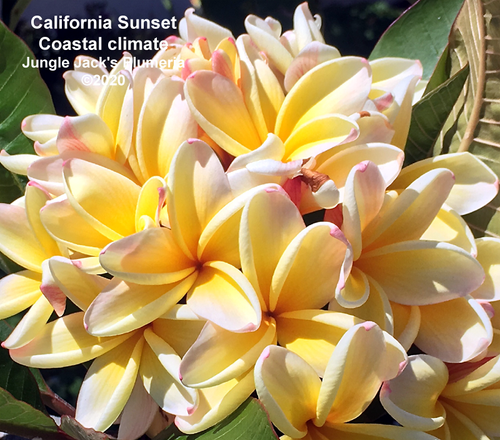 California Sunset plumeria photo