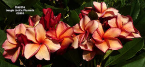Karma plumeria flower - Jungle Jack source photo