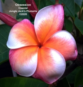 Obsession plumeria flower - Jungle Jack source photo