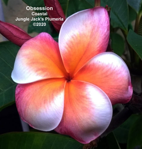 Obsession plumeria flower - Jungle Jack source photo