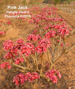 Pink Jack plumeria flower - Jungle Jack source photo