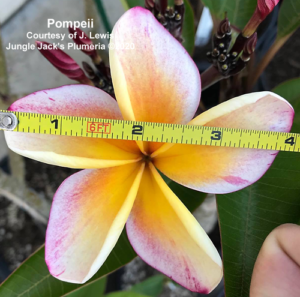 Pompeii plumeria flower - Jungle Jack source photo