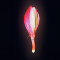 Peachglow Shell photo preview