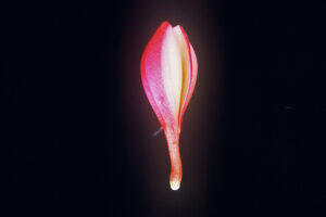 Peachglow Shell plumeria