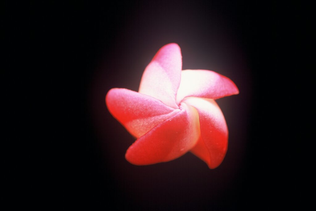 Peachglow Shell plumeria photo