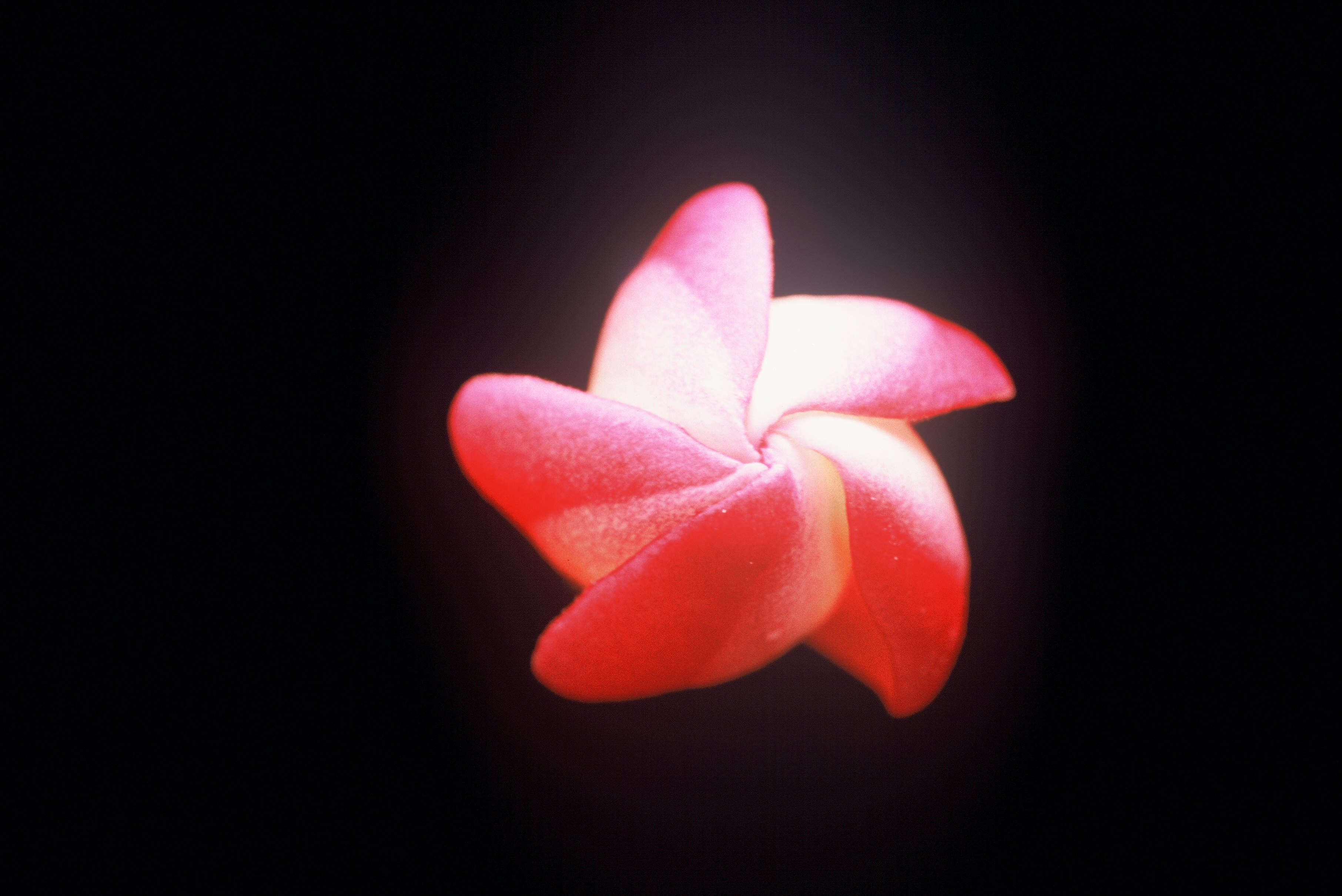 Peachglow Shell plumeria photo
