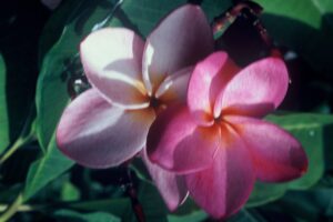 Grove Farm plumeria