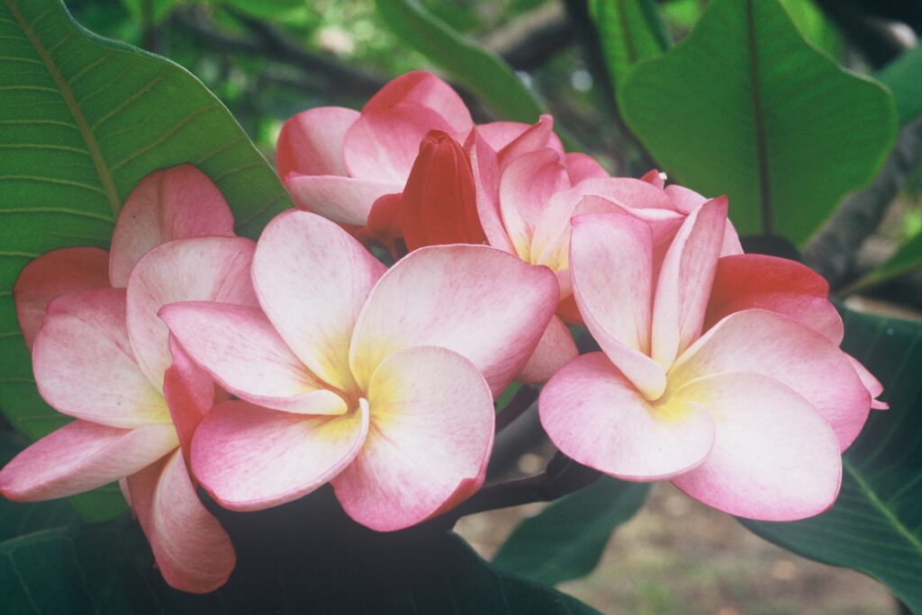 Grove Farm plumeria photo