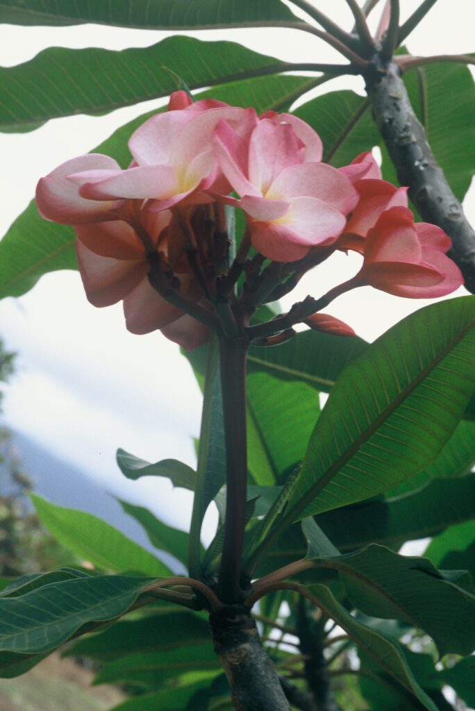 Grove Farm plumeria photo