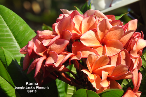 Karma plumeria flower - Jungle Jack source photo