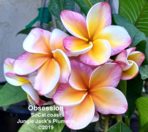 Obsession plumeria flower - Jungle Jack source photo