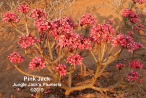 Pink Jack plumeria flower - Jungle Jack source photo