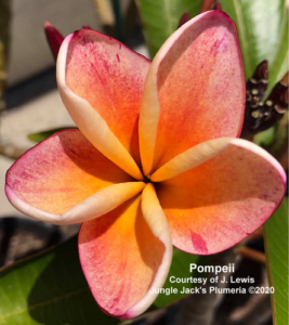 Pompeii plumeria flower - Jungle Jack source photo