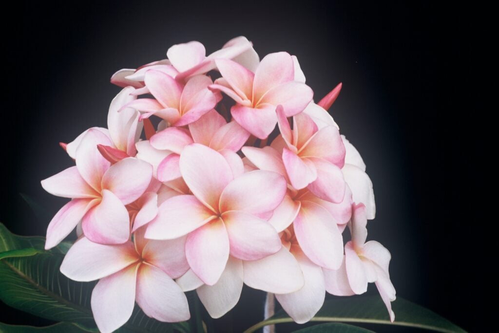 Moir plumeria photo