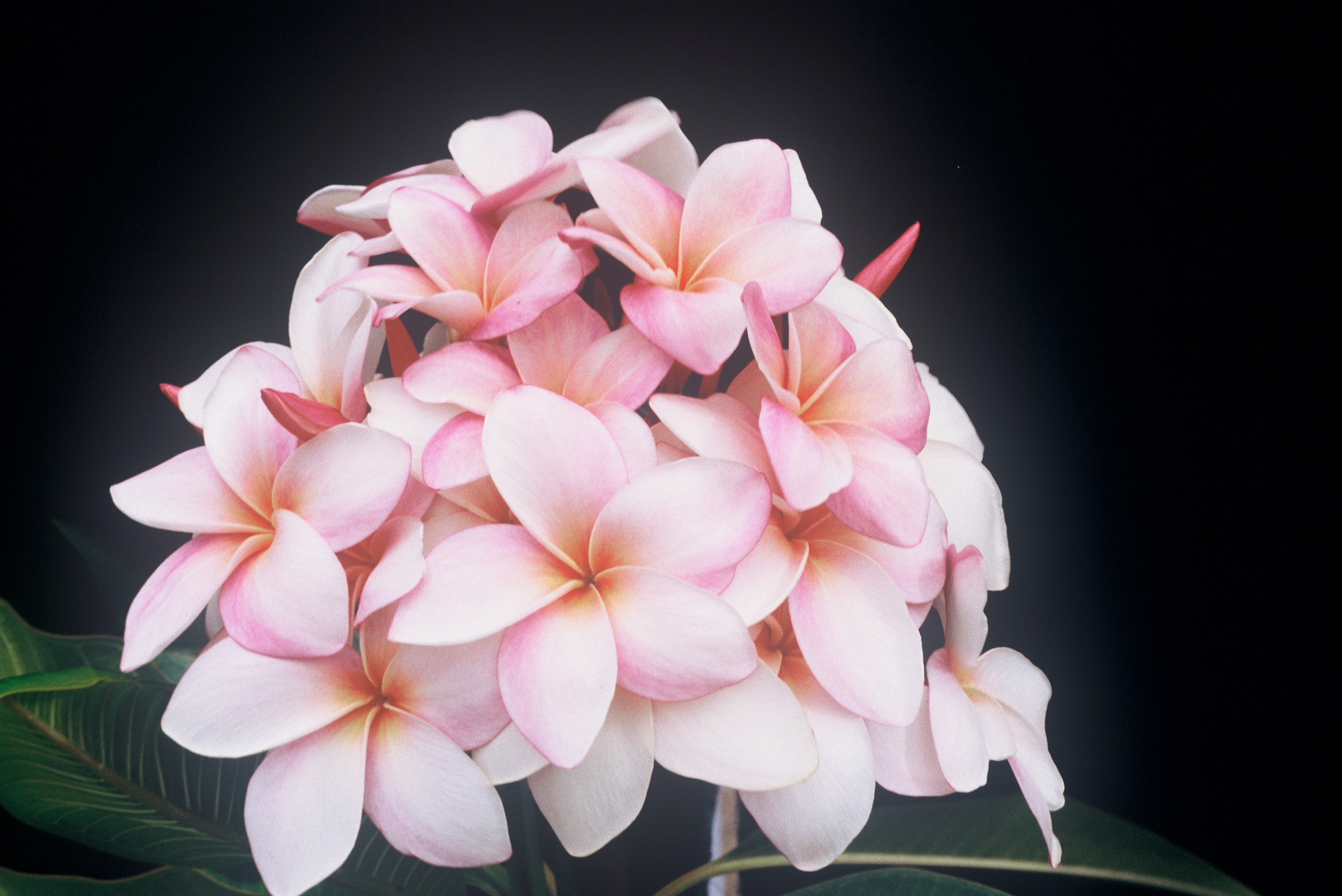 Moir plumeria photo