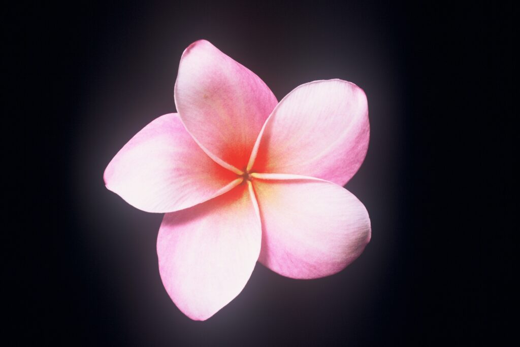 Moir plumeria photo