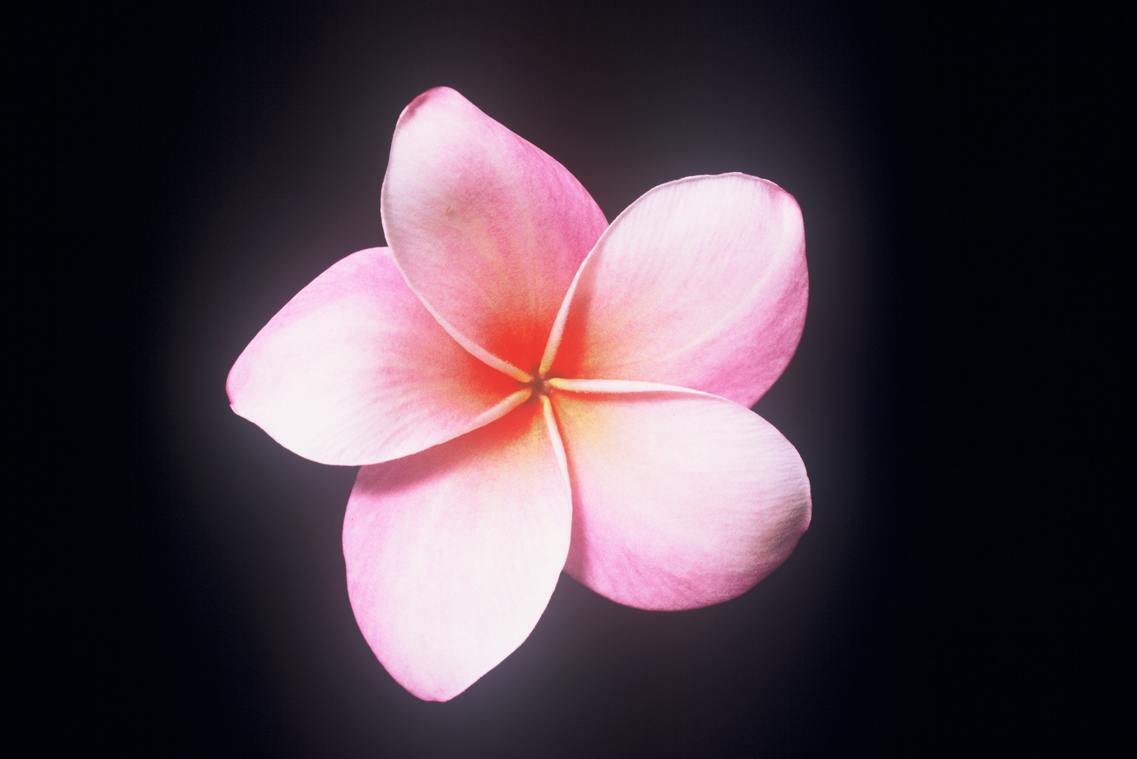 Moir plumeria photo