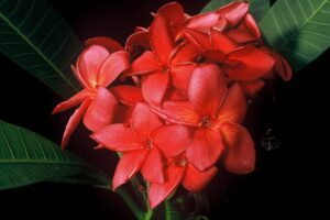 Irma Bryan plumeria
