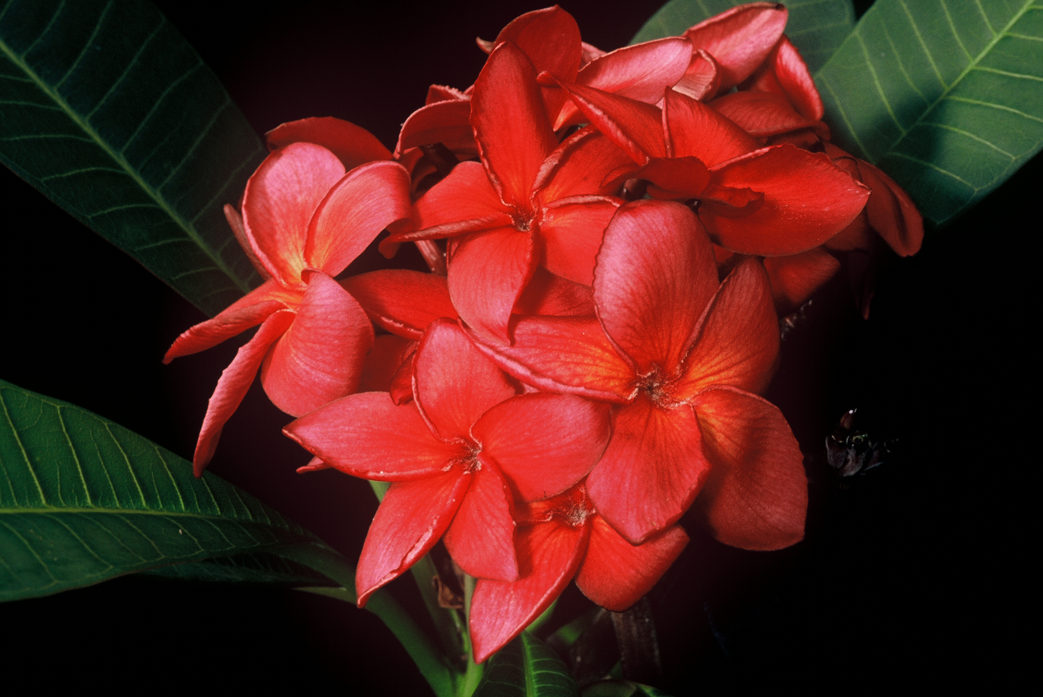 Irma Bryan plumeria photo