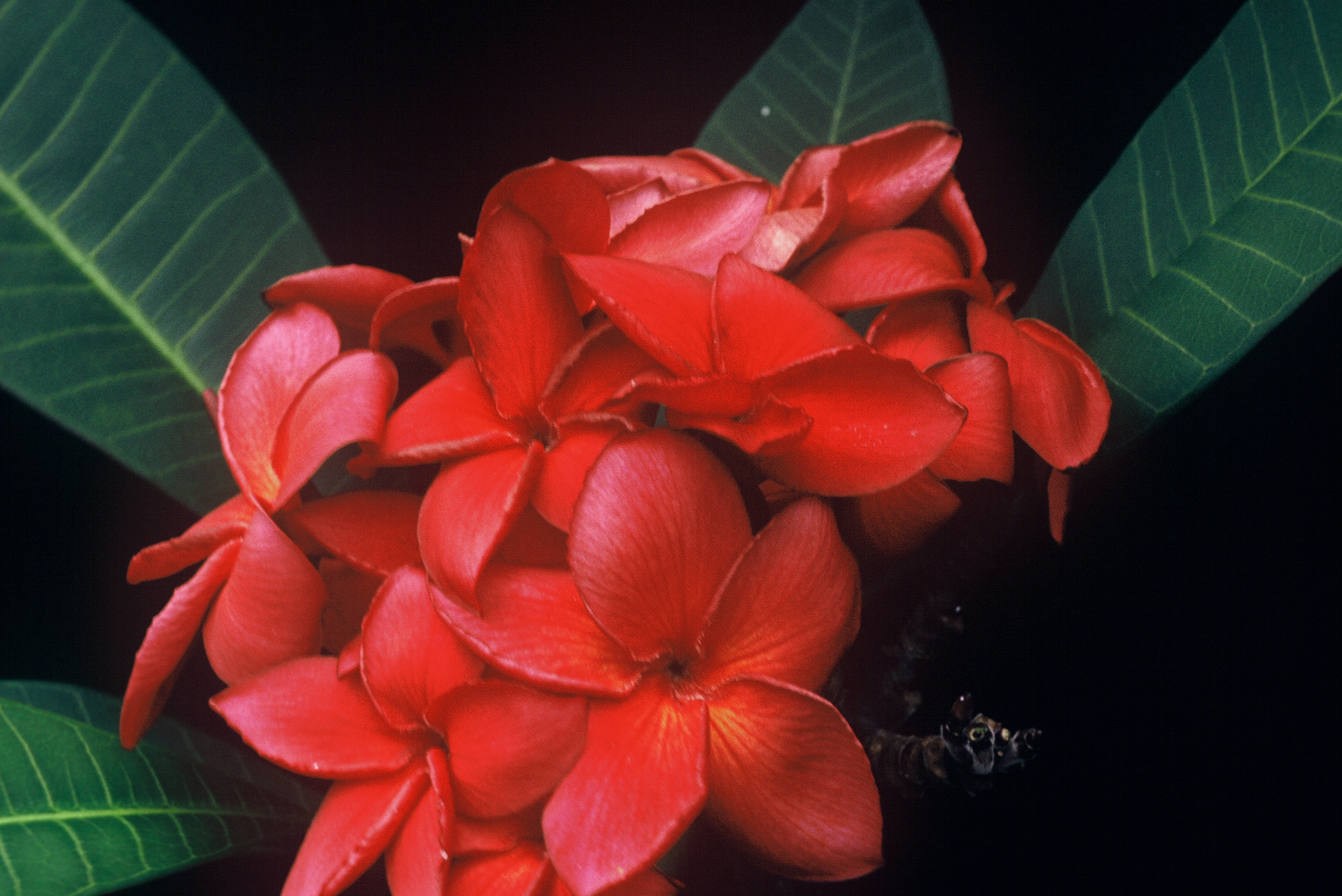 Irma Bryan plumeria photo