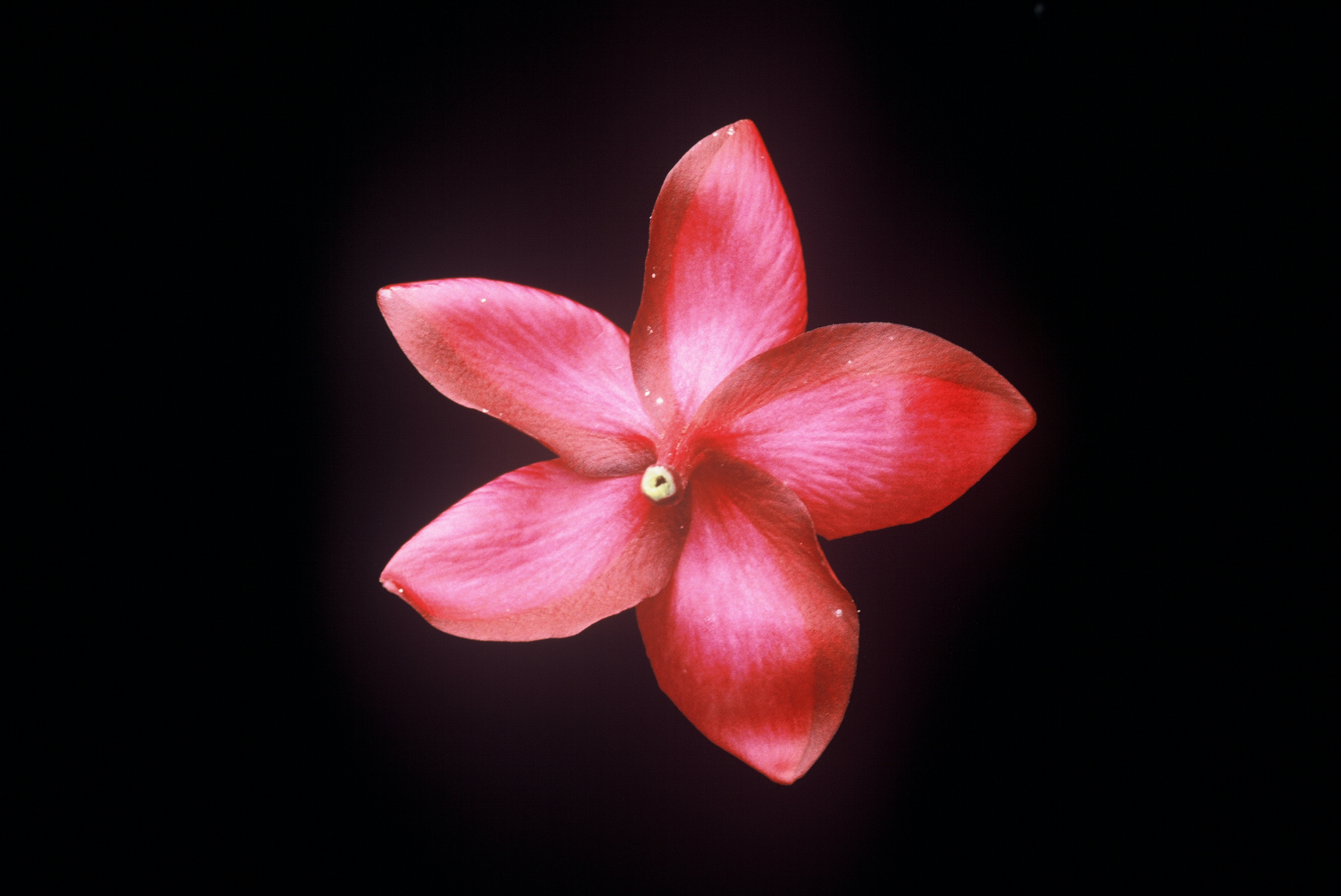 Irma Bryan plumeria photo