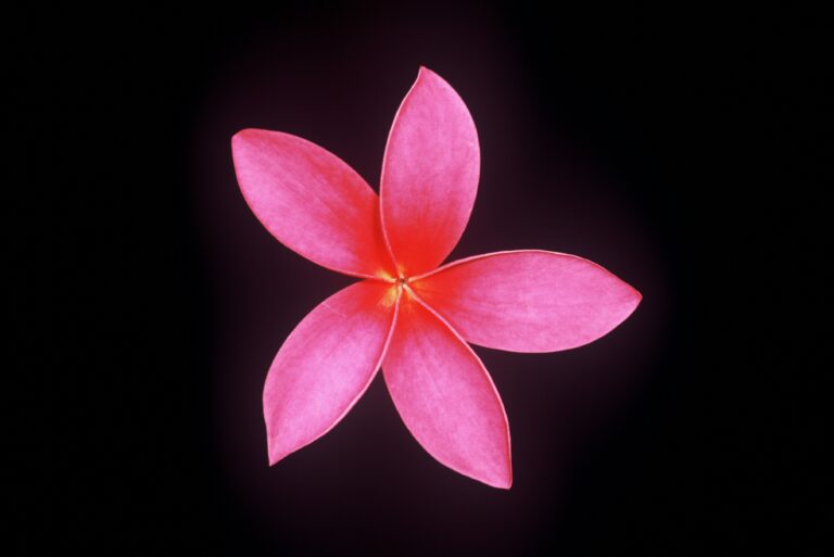 Cerise #2 plumeria photo