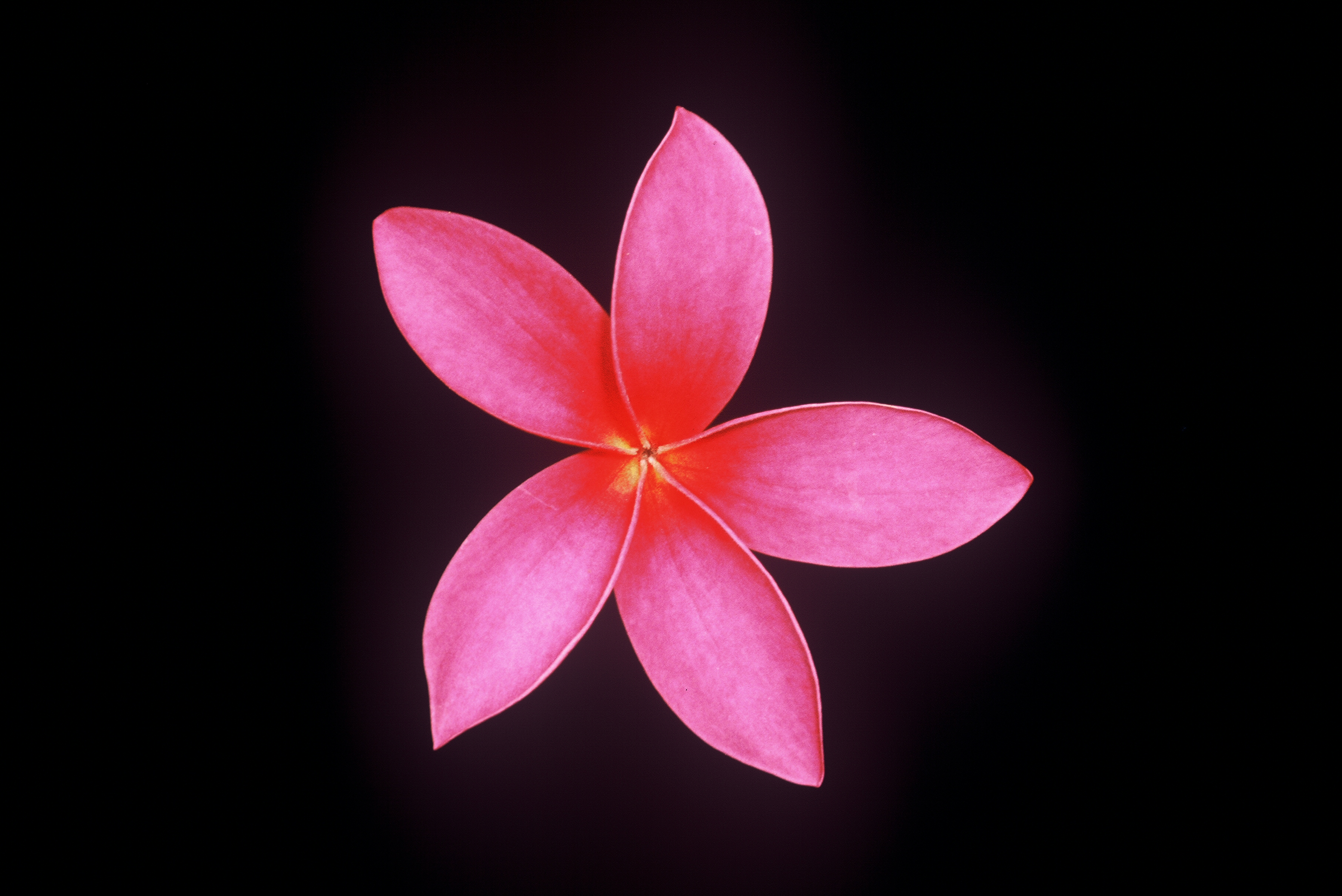 Cerise #2 plumeria photo