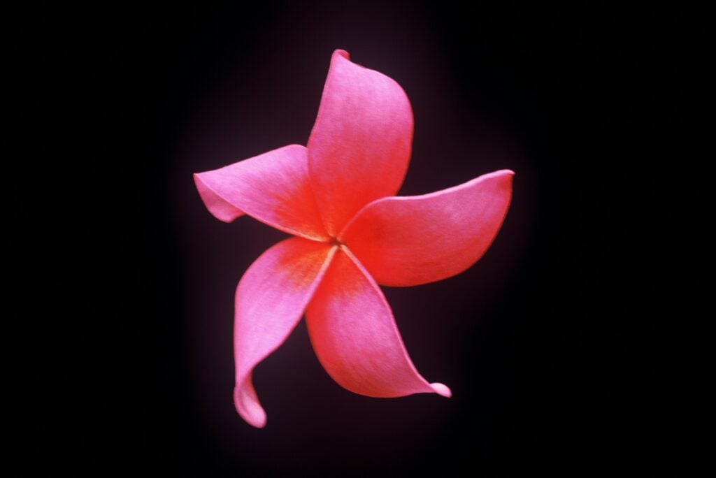 Japanese Lantern plumeria photo