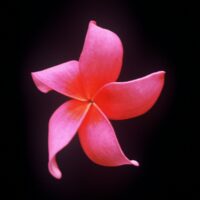 Japanese Lantern photo preview