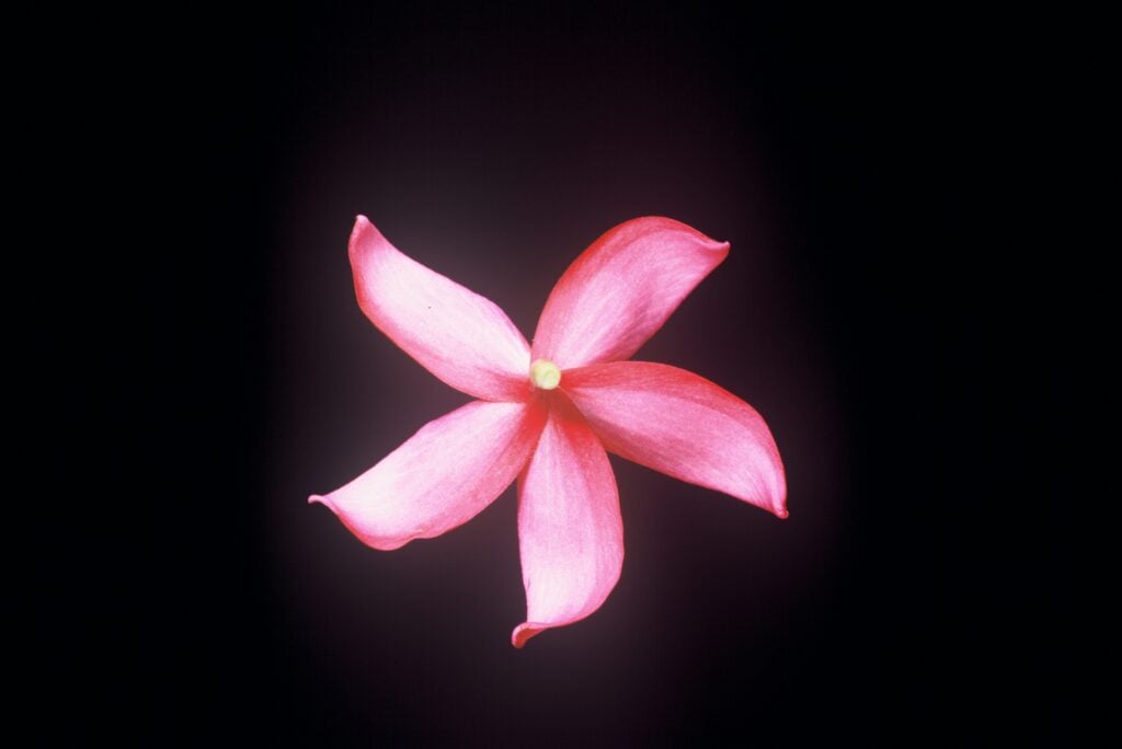 Japanese Lantern plumeria photo