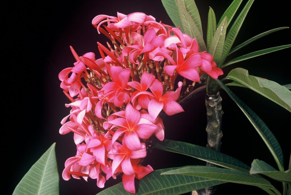 Japanese Lantern plumeria photo