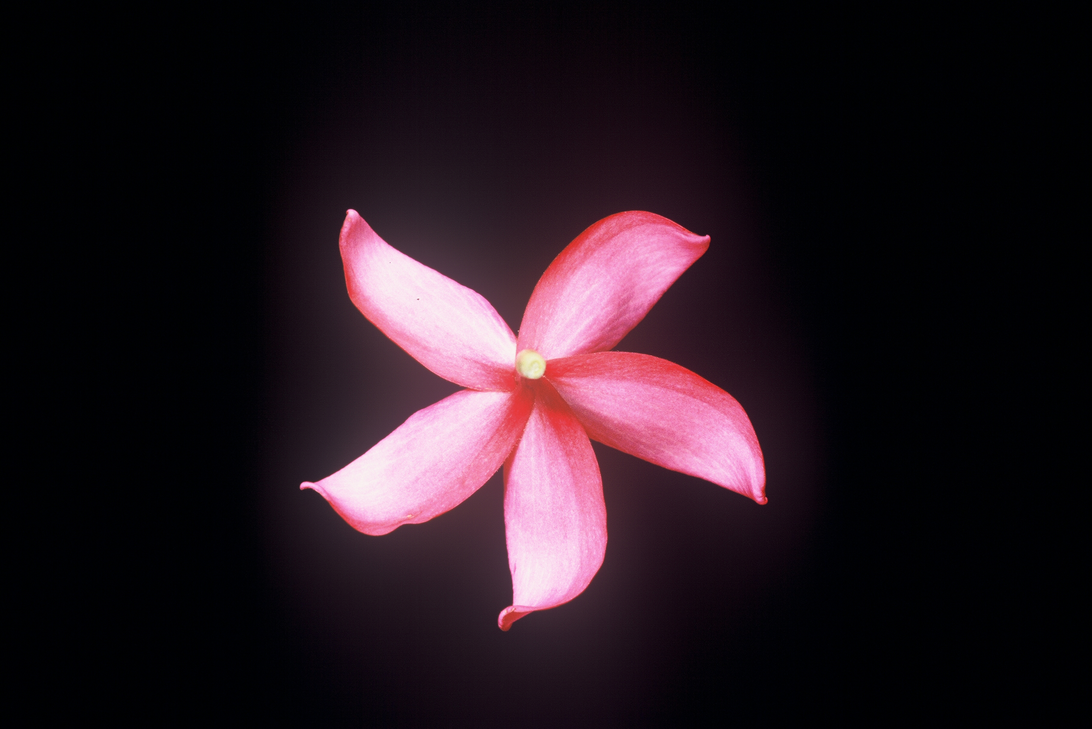 Japanese Lantern plumeria photo