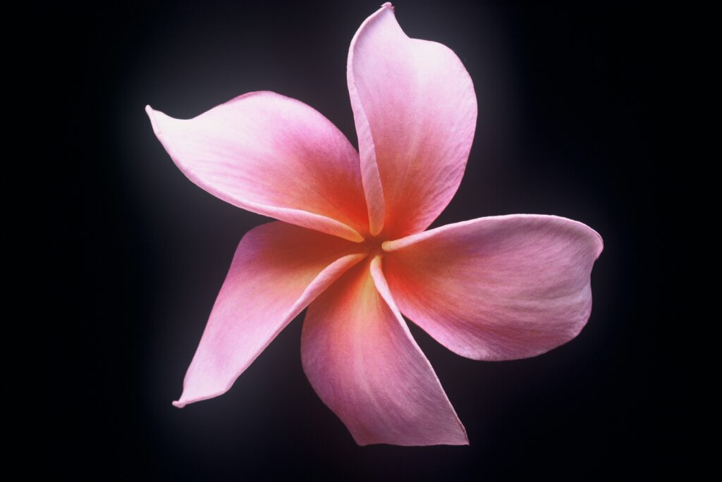 Dean Conklin plumeria photo
