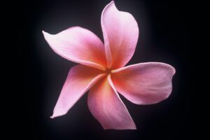 Dean Conklin plumeria photo